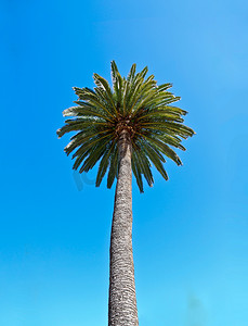 棕榈树映衬着淡蓝色的天空。