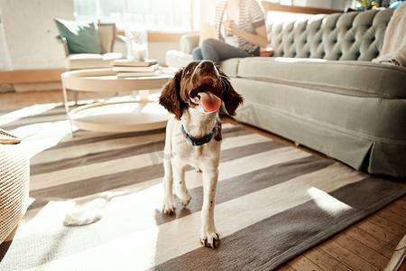 在客厅、公寓或家里的地毯上，狗、家养宠物和可爱的动物充满爱和关怀。