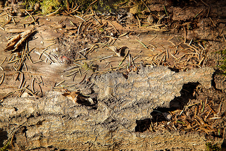 旧木头的质地上覆盖着参差不齐的切口