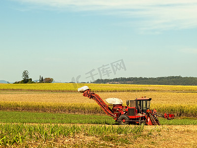 澳大利亚农田上的红色农场机械甘蔗收割机