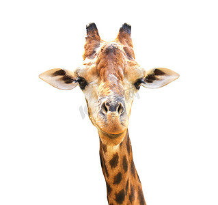 在白色背景隔绝的长颈鹿特写镜头画象。