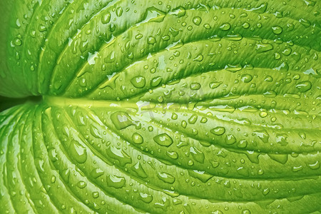 绿色大叶子摄影照片_有水滴的大叶子