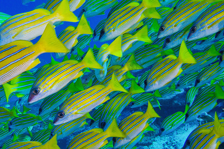 蓝条纹鲷鱼，北阿里环礁，马尔代夫