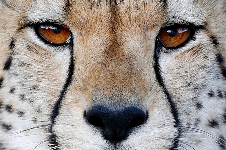 猎豹野猫的眼睛