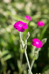 夏天，公园里的花坛上开了紫色的小花。质地或背景