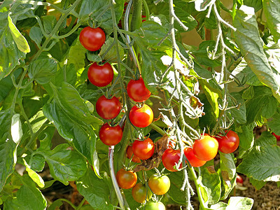 有成熟和未成熟果实的番茄植株