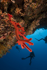 海底植物摄影照片_红色海绵和潜水员在红海。