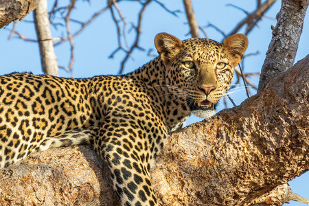 躺在树枝上的非洲豹