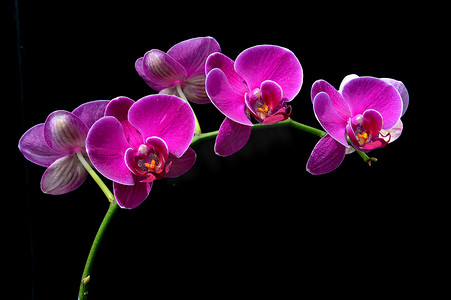 月亮兰 (Phalaenopsis amabilis)