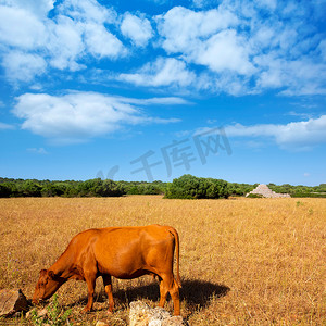 梅诺卡棕牛在 Ciutadella 附近的金色田野吃草