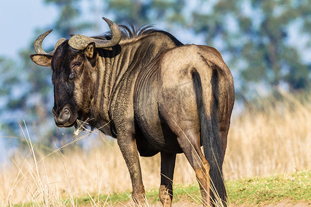 bull摄影照片_Wildlife Bull Blue Wildebeest 动物