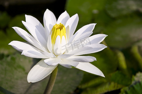 莲花的白色花瓣