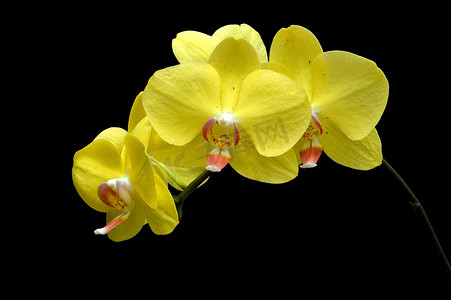 月亮鲜花摄影照片_月亮兰 (Phalaenopsis amabilis)