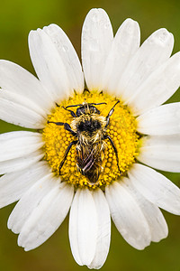 一只蜜蜂的特写镜头完美地集中在一朵带水的雏菊花上