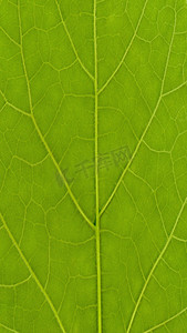 自然主题4K（16:9）手机壁纸：树叶