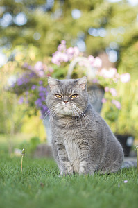 美丽的灰色英国猫坐在绿色的草坪上，看起来很聪明