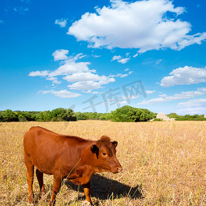 梅诺卡棕牛在 Ciutadella 附近的金色田野吃草