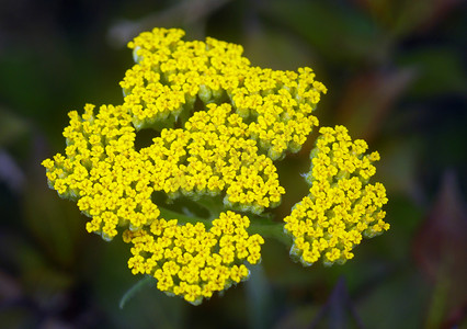 黄色西洋蓍草 Achillea 花