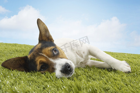 杰克罗素梗犬侧躺在草地上，顶着天空