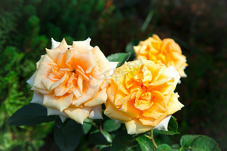 春天公园里开了三朵黄玫瑰特写。质地或背景