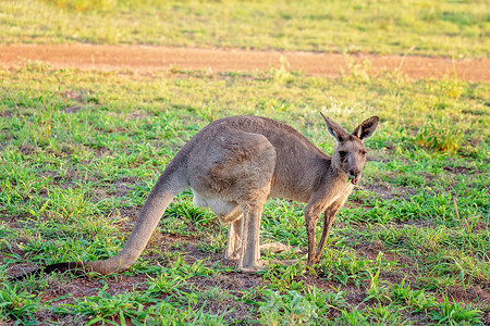 澳大利亚袋鼠在日出时吃草