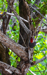 墨西哥的红腹啄木鸟在树干上敲击钻头。