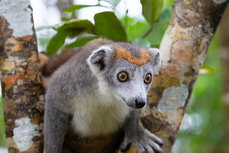 欧冠摄影照片_马达加斯加雨林树上的冠狐猴