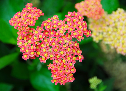 粉色黄色西洋蓍草 Achillea 花