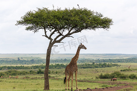 游猎摄影照片_马赛长颈鹿站在树下