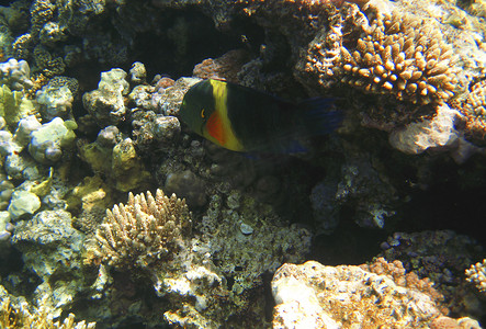 红海中的热带奇异鱼类。