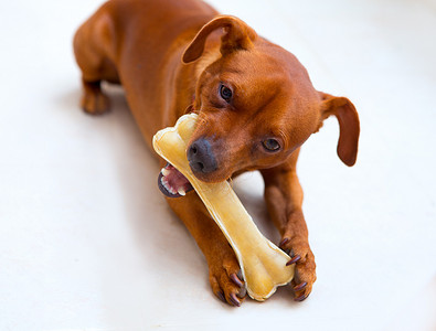 browin mini pinscher 狗吃骨头