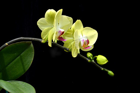 月亮兰 (Phalaenopsis amabilis)