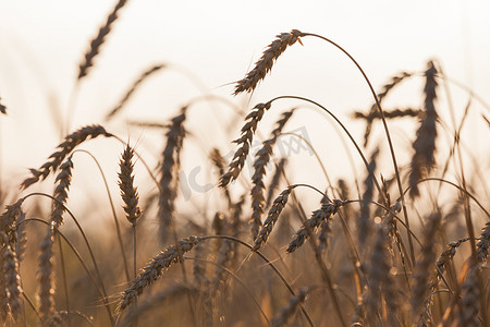 小麦或黑麦农业大田植物
