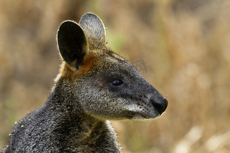 澳大利亚维多利亚州塔山保护区的小袋鼠