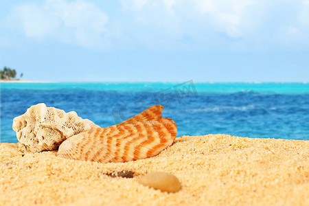 海滩上的贝壳和珊瑚