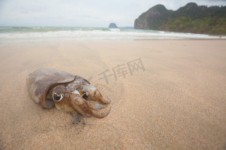 沙滩上的小乌贼