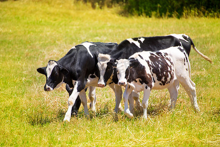 梅诺卡岛弗里西亚奶牛在绿色草地上吃草