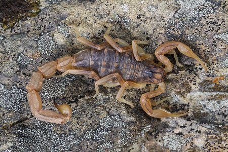 咄咄逼人摄影照片_buthus 蝎子 (scorpio occitanus)