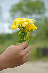 手拿着一朵黄色的阿拉曼达花