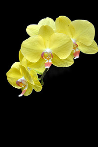 月亮兰 (Phalaenopsis amabilis)