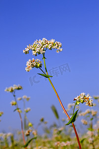 花序摄影照片_荞麦花序