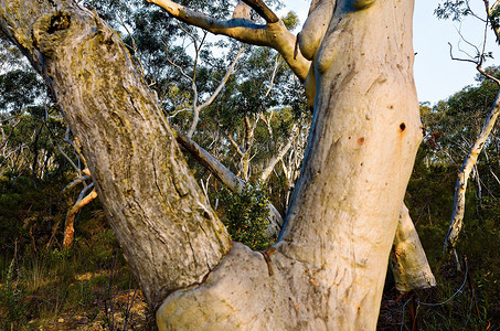 澳大利亚波浪石摄影照片_桉树