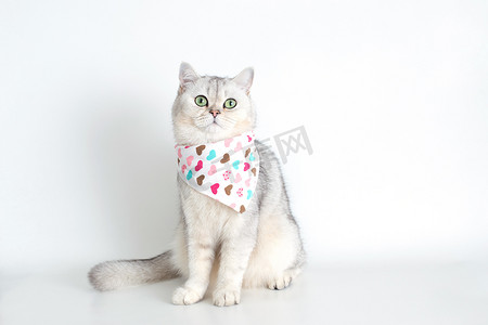 围围巾摄影照片_可爱的白猫坐在白色背景上，上面有一条三角形的围巾