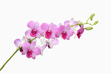 粉色兰花组和芽枝