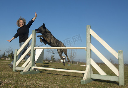 跳跃的荷兰牧羊犬