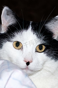 黑耳黄眼白猫