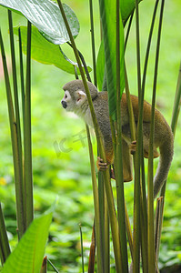 亚马逊雨林中的松鼠猴
