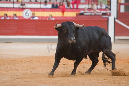 在西班牙斗牛中捕获一头勇敢的公牛的形象