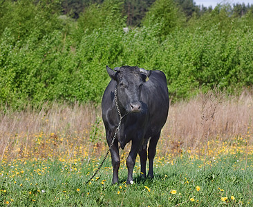 草地上的黑牛
