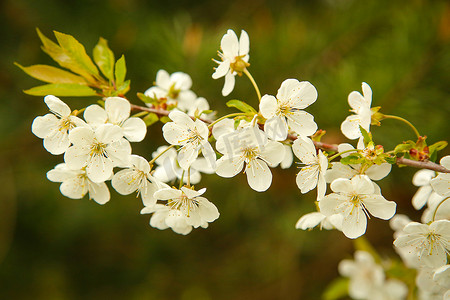 春天花开了摄影照片_五月的苹果树枝上开了白花